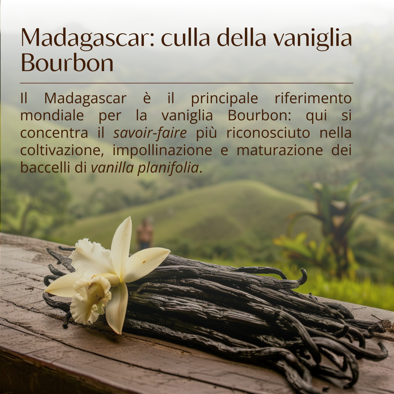 Vaniglia bourbon del Madagascar in polvere - Refill 20 g in busta