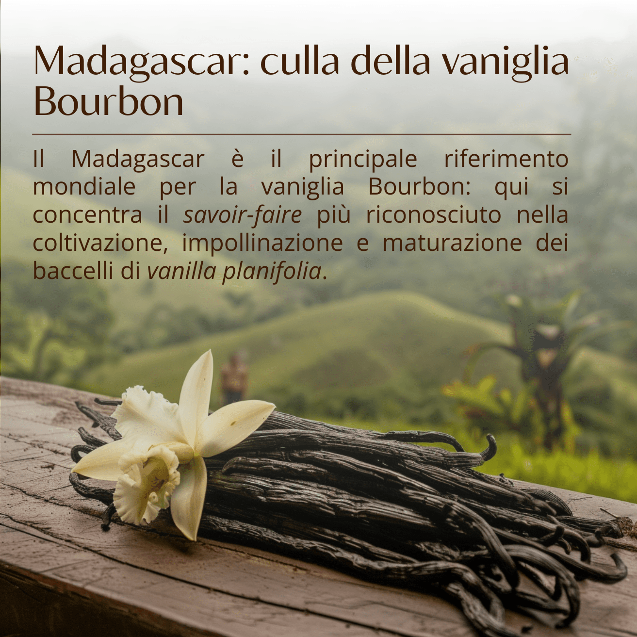 Vaniglia bourbon del Madagascar in polvere - Refill 20 g in busta - Silkflair