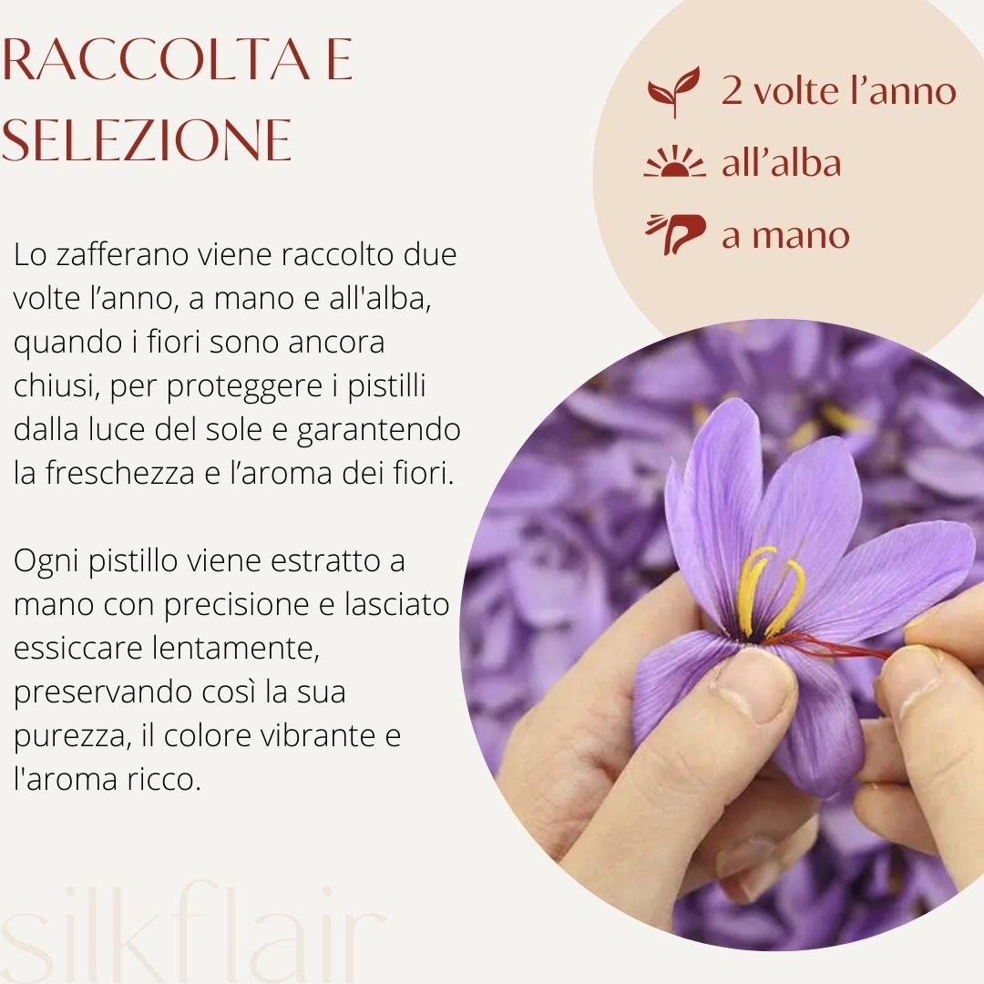 Zafferano in pistilli (Mongra) - Silkflair